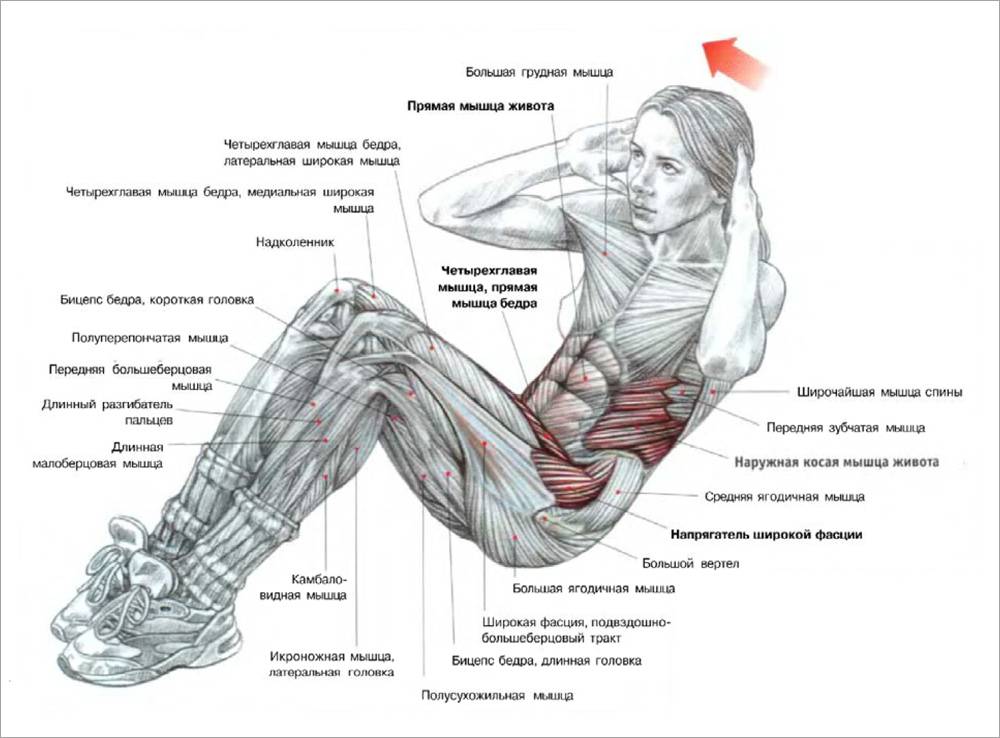 Упражнения для прямой мышцы живота: для женщин и для мужчин