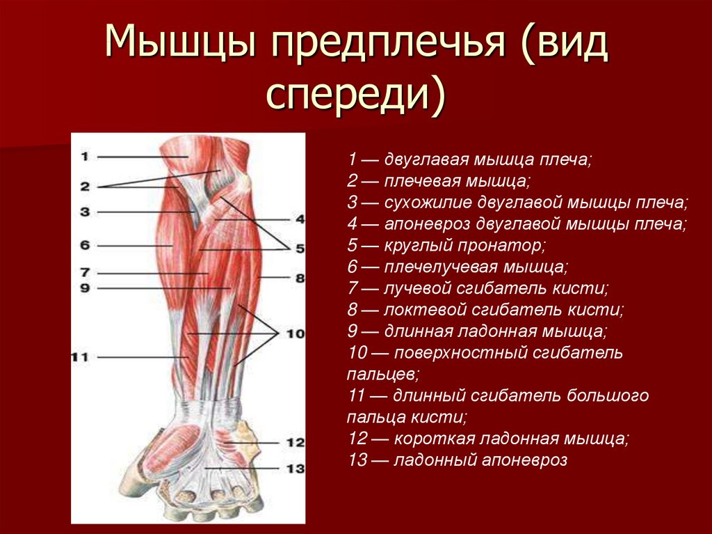 Анатомия и строение мышц рук 
анатомия и строение мышц рук