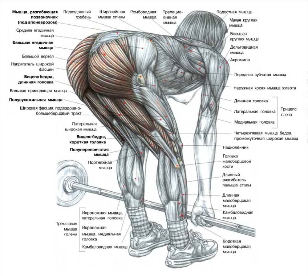 Мышцы бедра: упражнения и анатомия, как накачать бедра в домашних условиях и зале