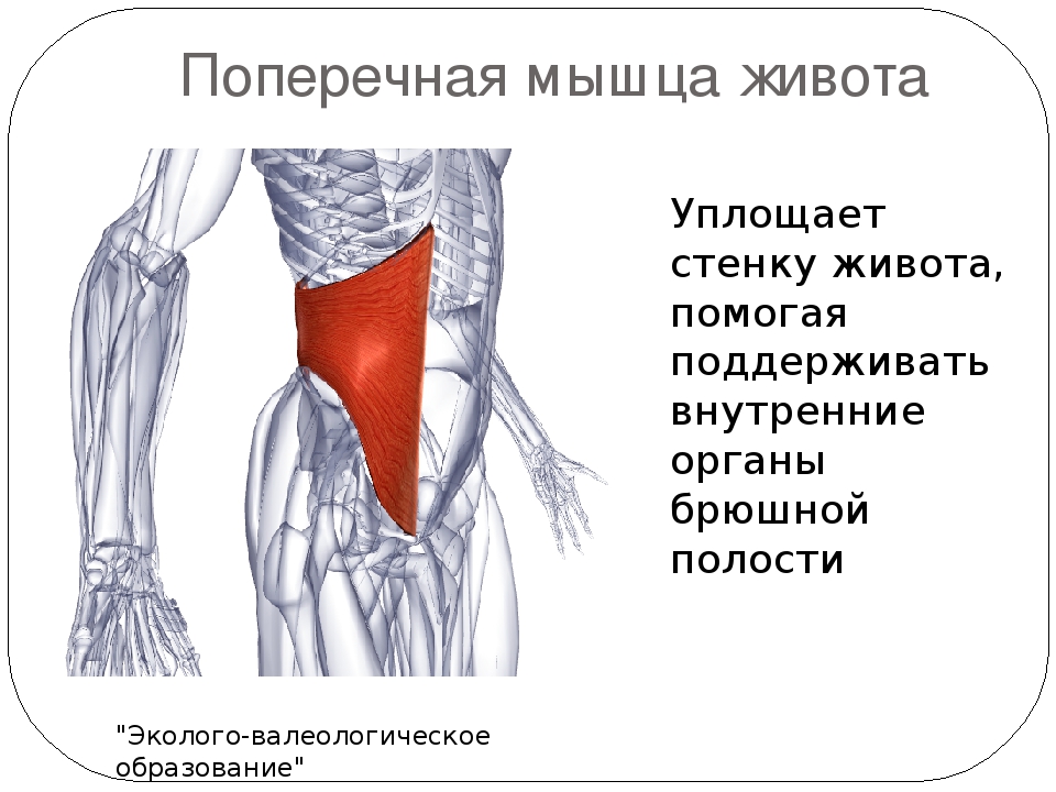 Упражнения для плоского живота или поперечной мышцы живота