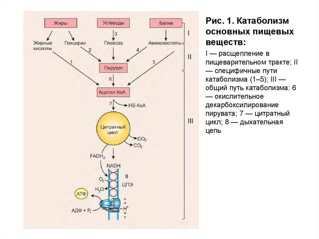 Анаболизм и катаболизм - этапы и взаимосвязь, как происходит энергетический обмен в организме