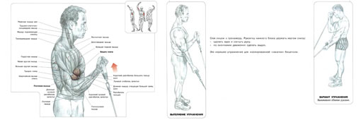 Упражнение на верхних блоках – тренировка в кроссовере: альтернатива классическим занятиям в спортзале | rulebody.ru — правила тела