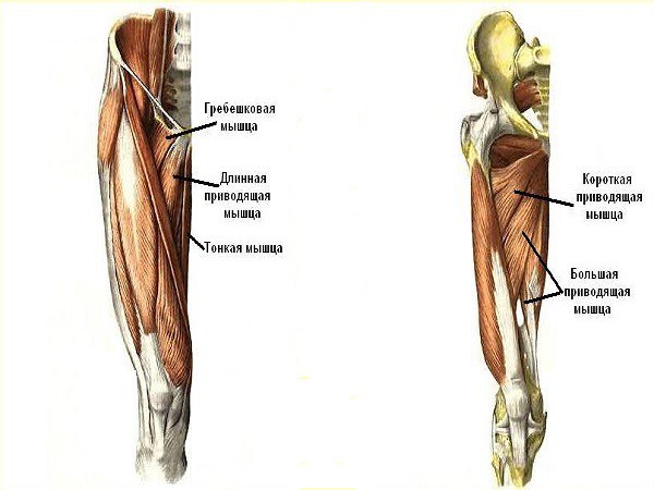 Анатомия мышц бедра человека – информация: