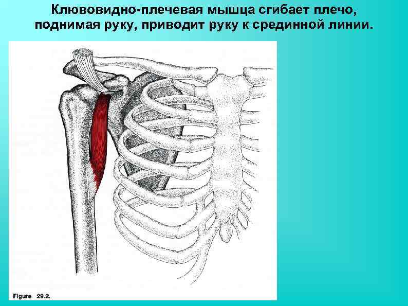 Описание клювовидно-плечевой мышцы — какую играет роль