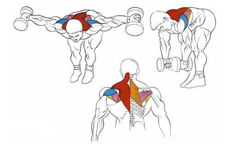 Как накачать крылья самые эффективные упражнения для мышц спины