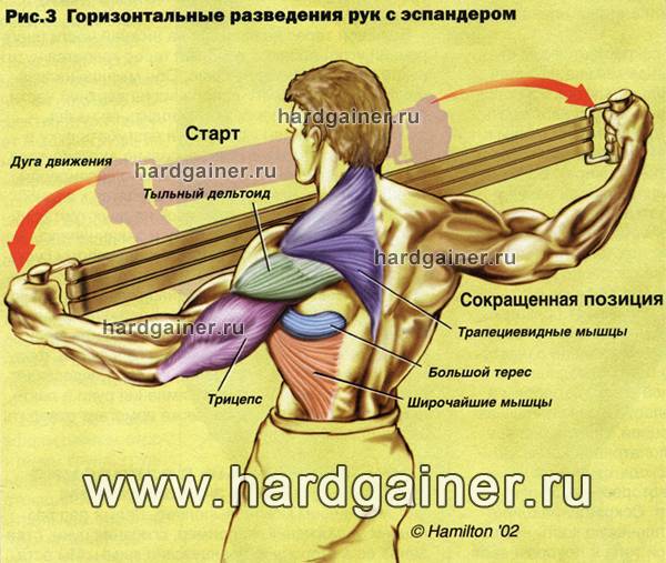 Эспандер кистевой: польза и вред — 10 фактов о снаряде, какие мышцы рук он качает и развивает?