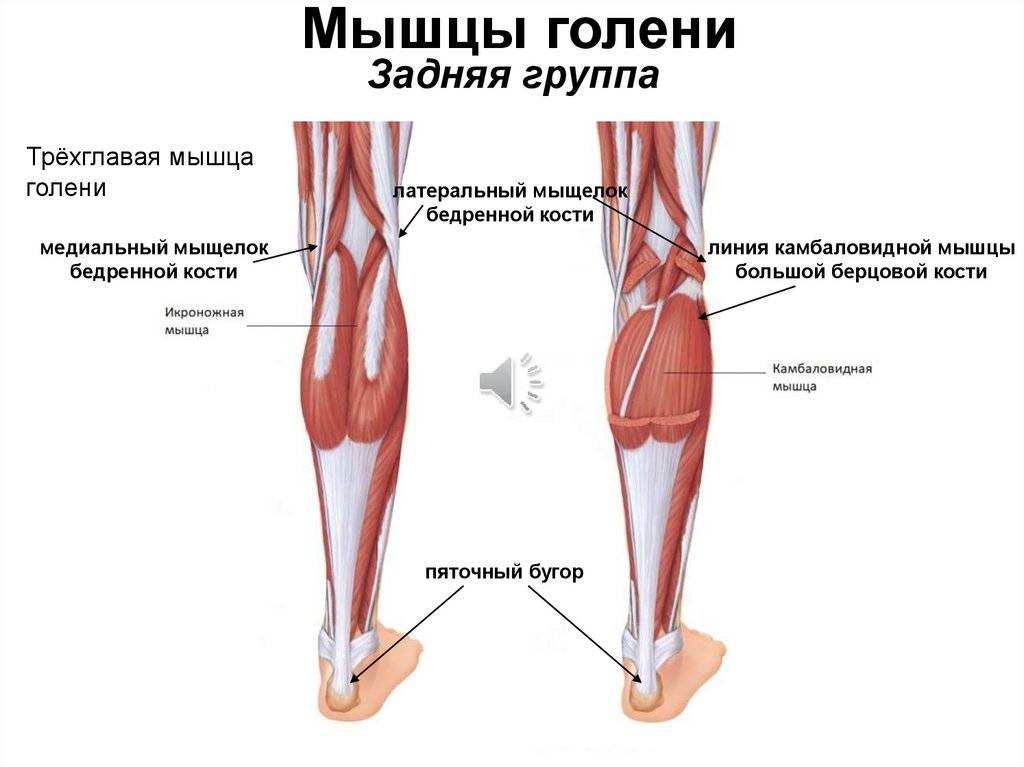 Мышцы голени (передняя группа) человека | анатомия мышц голени, строение, функции, картинки на eurolab