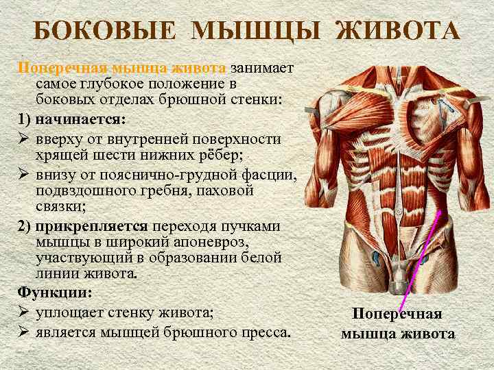 Мышцы живота: анатомия, функции и строение брюшных мышц пресса