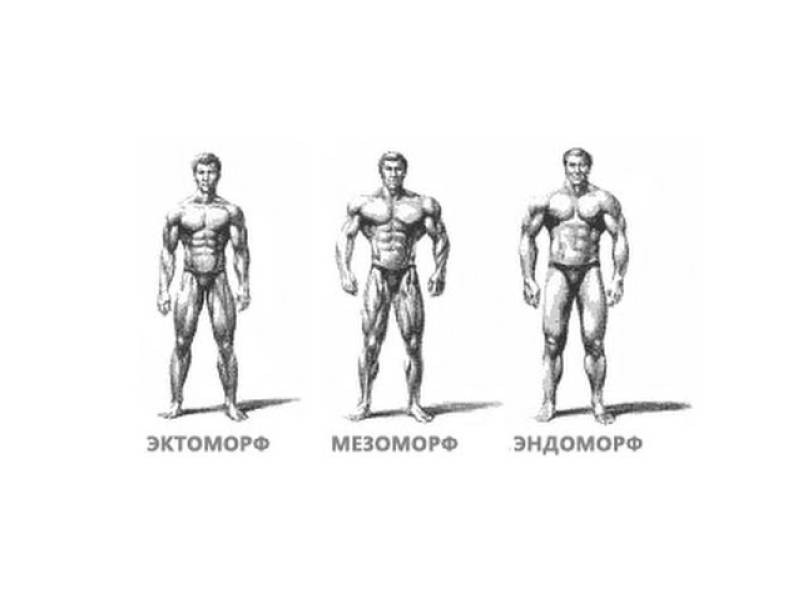 Эктоморф, мезоморф и эндоморф — программы тренировок для каждого типа