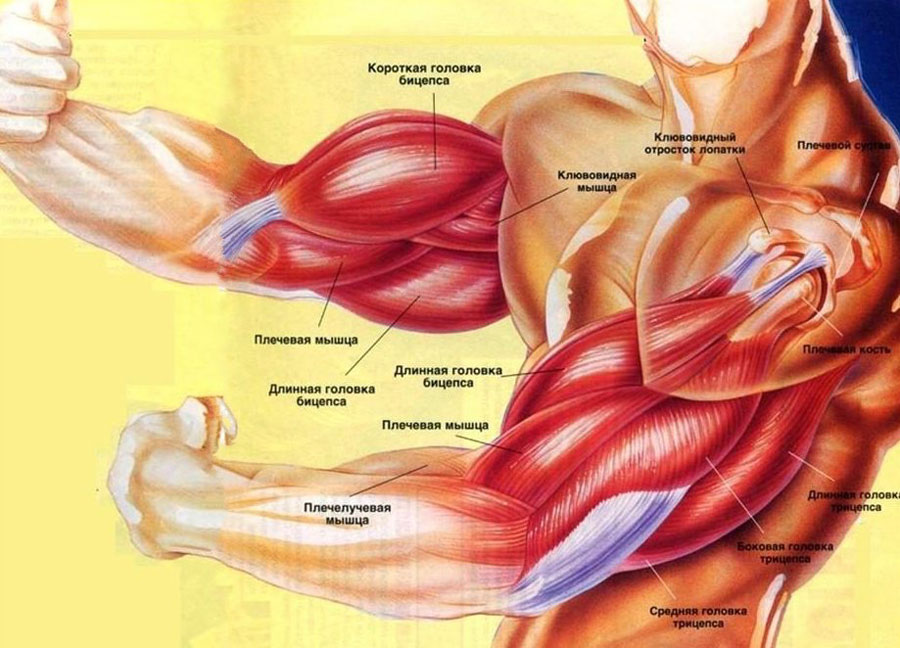 Анатомия мышц рук